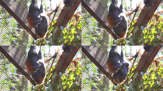 野生动物保护区，原产于澳大利亚的巨蝠，灰头飞狐，倒挂在笼子里的脊髓灰质炎翼猴，特写镜头。