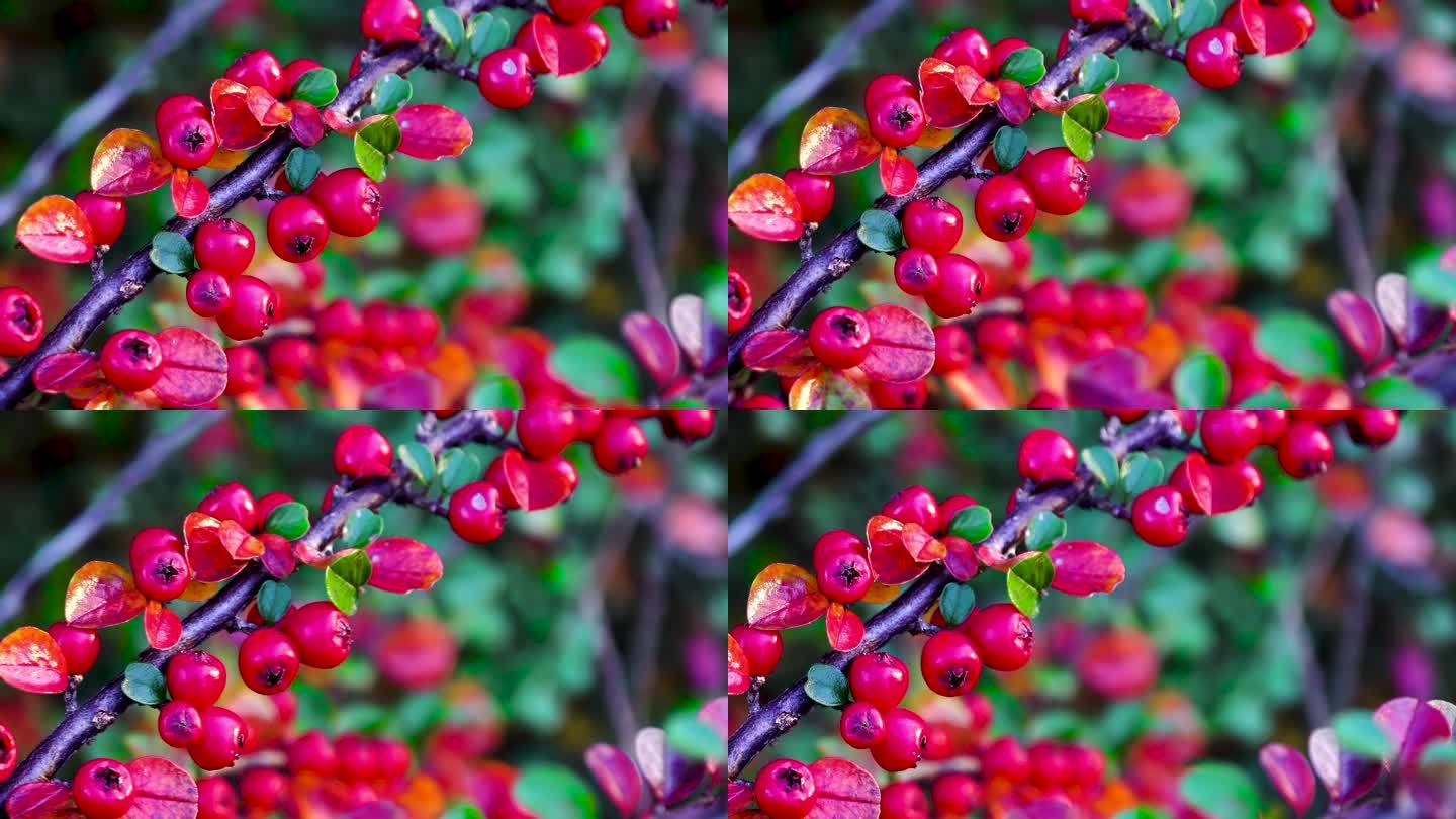 特写镜头。鲜艳的红色和粉红色的果实，在秋天开花。