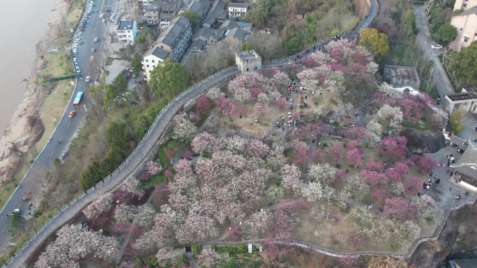 台州临海市台州府城文化旅游区梅园