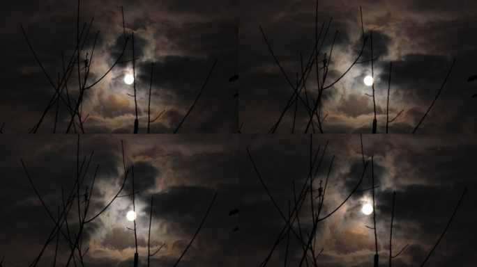 月夜-月上枝头