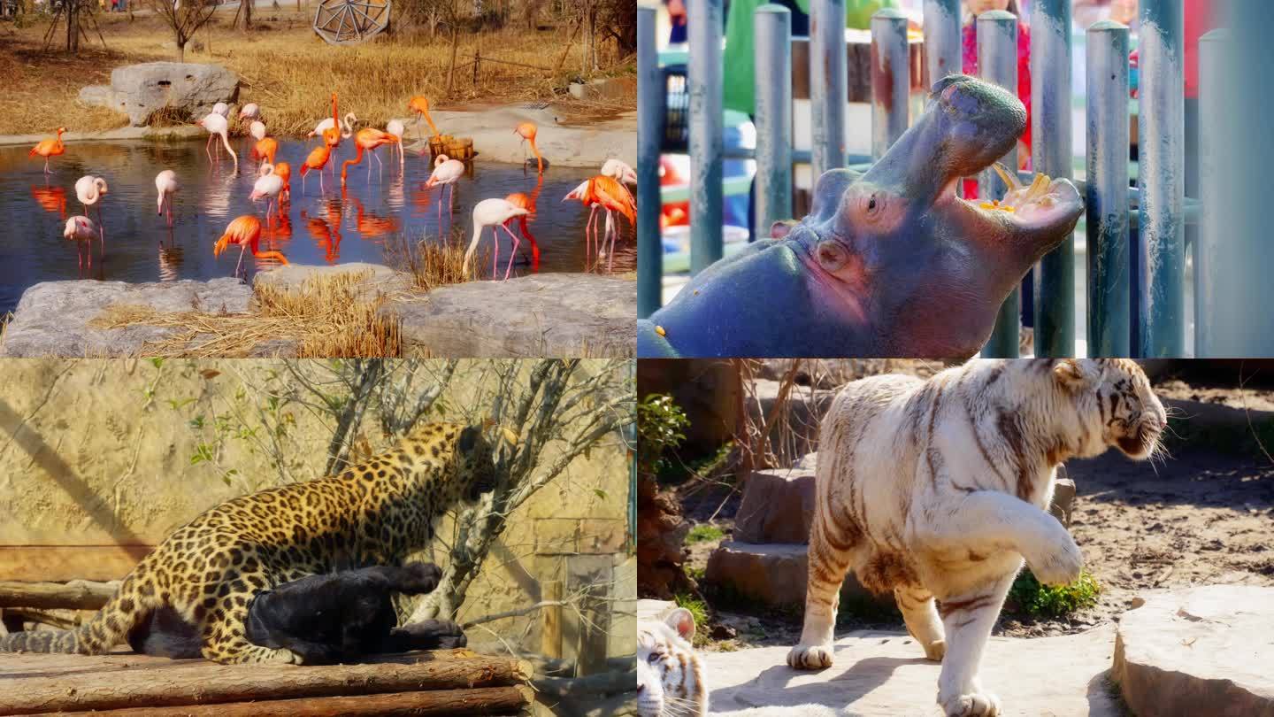 【50P】动物园