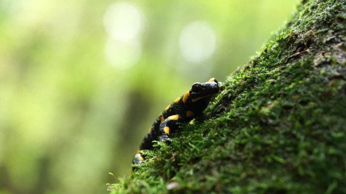 火蜥蜴，斑点蜥蜴，火蜥蜴(Salamandra salamander)是秋季森林中美丽的彩色尾两栖动