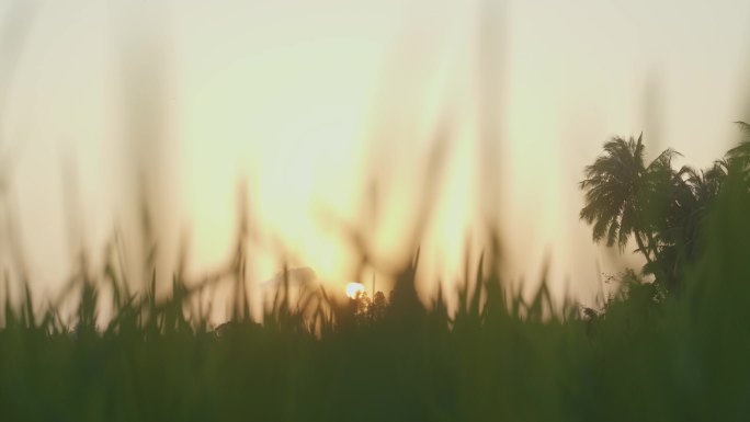 夕阳下的水稻田环境氛围空镜
