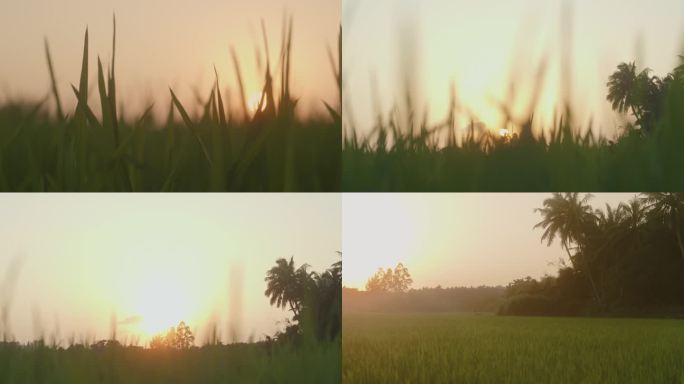 夕阳下的水稻田环境氛围空镜