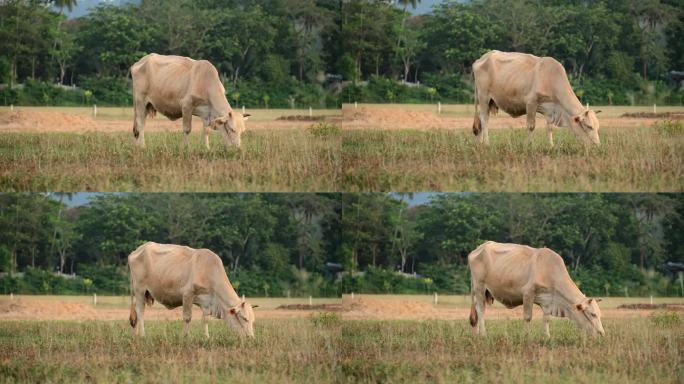 泰国的牛正在田野里吃草