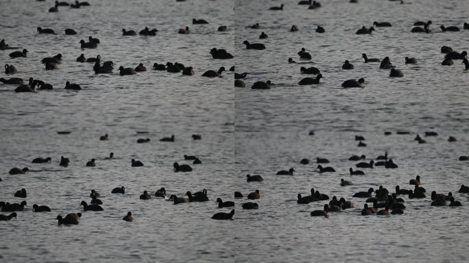 白骨顶鸡野鸭子在湖中游水觅食嬉戏戏水