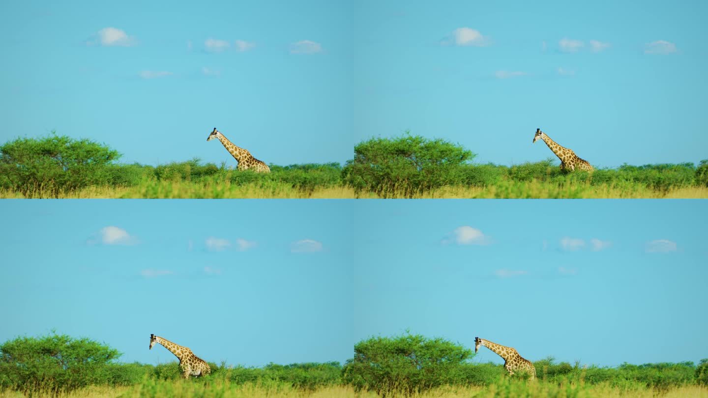 长颈鹿在晨光中吃东西。长颈鹿头用早午餐和绿叶喂长颈鹿的特写镜头。在野生动物园观看野生动物的惊人场景。