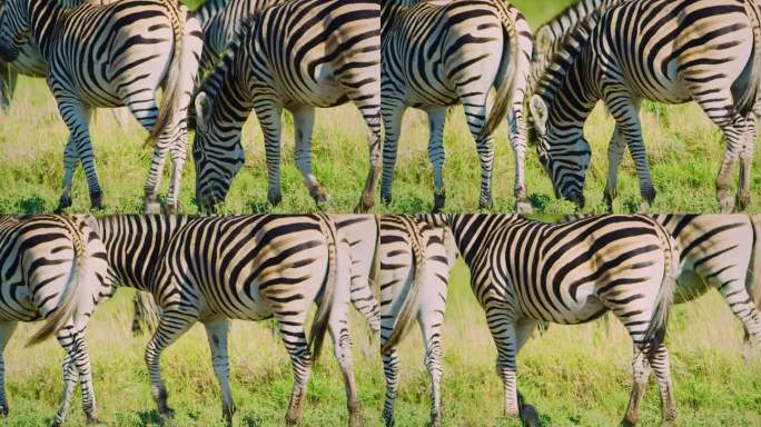 一群斑马在非洲的大草原上吃草，博茨瓦纳，食草动物，有白色和黑色条纹的野马