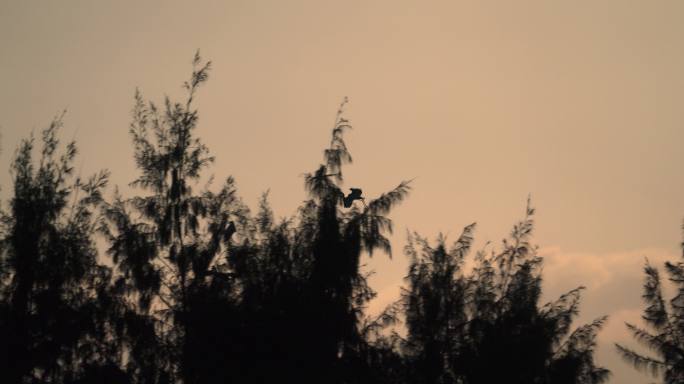 黄昏鸟归-慢镜头