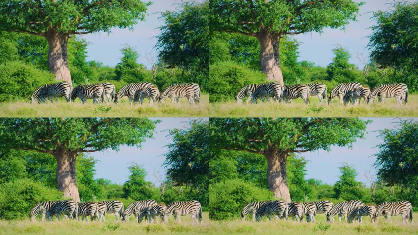 一群斑马在非洲的大草原上吃草，博茨瓦纳，食草动物，有白色和黑色条纹的野马