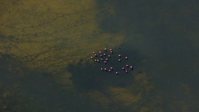 火烈鸟群在咸淡水塘混浊的水中觅食，鸟语花香