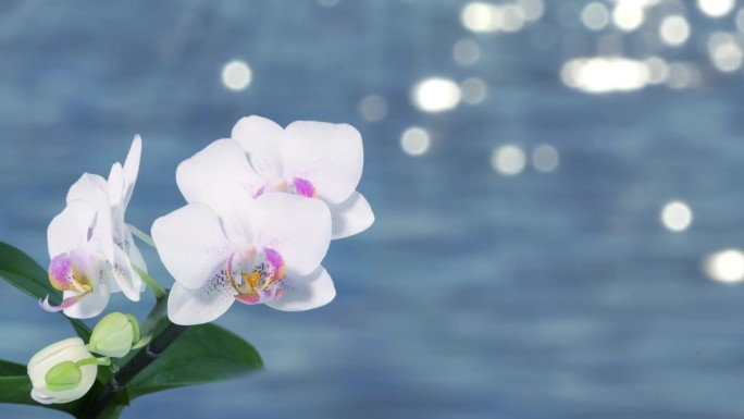 自然美容水疗中心背景与白色兰花花隔离在模糊的水背景与明亮的散景太阳灯光，空间fort文字或产品展示