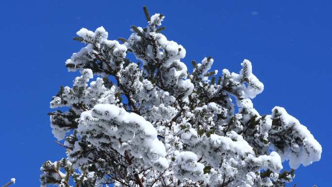 雪花 松树