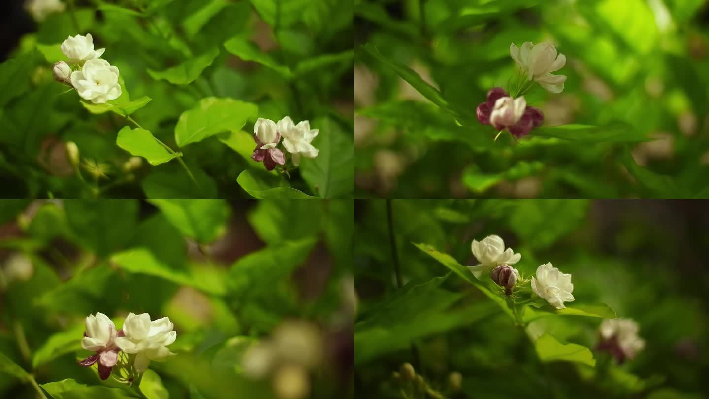 茉莉花 茉莉香气 好一朵茉莉花春天