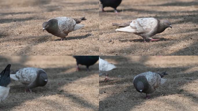 鸽子喂鸽子广场鸽子和平鸽游客喂食