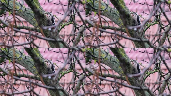 啄木鸟站在树上冻僵了