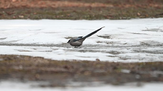 喜鹊雪地行走觅食树林中的喜鹊