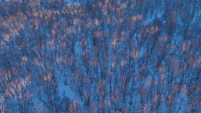 航拍雪原白桦林夕照