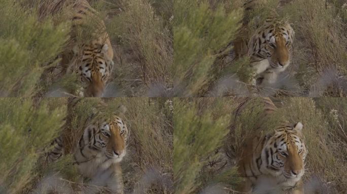 动物园捕获的老虎穿过灌木丛