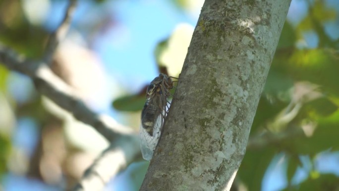 在炎热的夏日，一只蝉坐在树上，特写镜头。大声唱歌来呼唤雌性。蝉的强烈嗡嗡声。蝉Lyristes pl