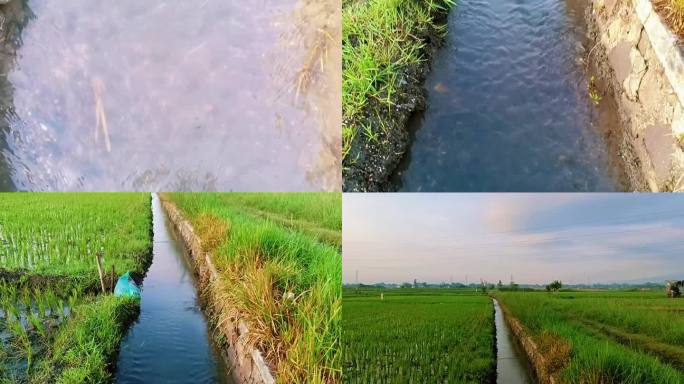 稻田边的小河之美