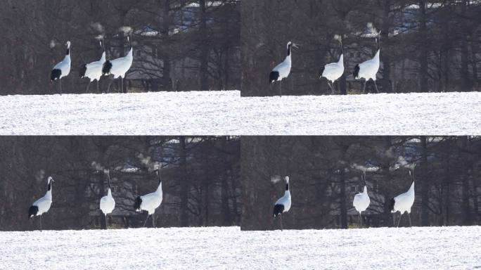 在北海道鹤井村伊藤保护区，一对丹顶鹤正在二重唱，呼出白色的气息。