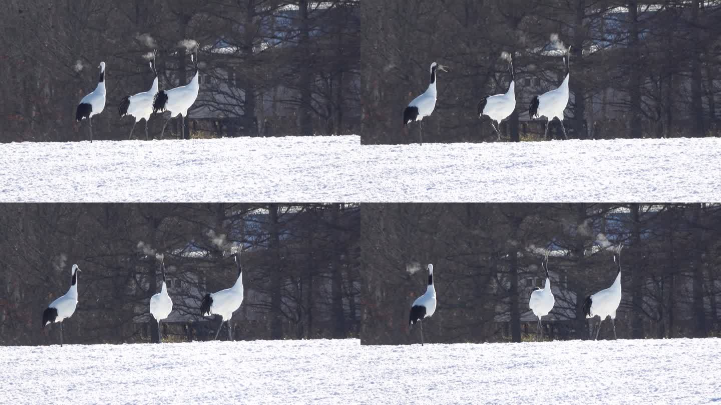在北海道鹤井村伊藤保护区，一对丹顶鹤正在二重唱，呼出白色的气息。