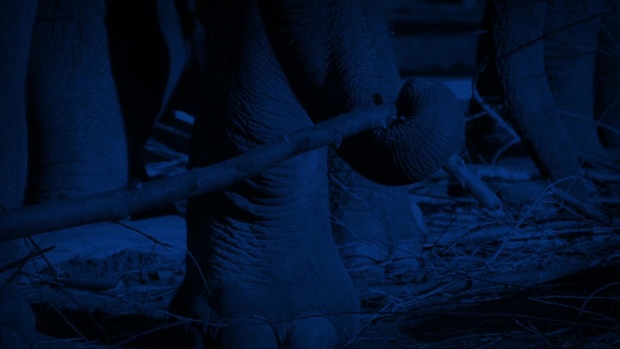大象在夜间用鼻子折断树枝