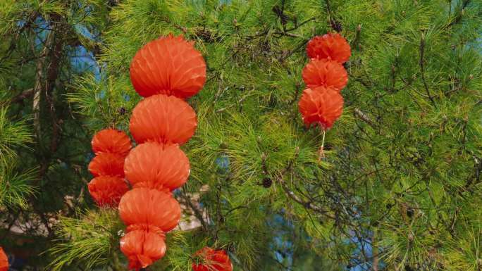 春节、灯笼、年味、挂树上的灯笼