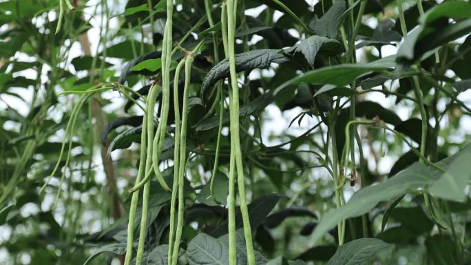 菜地生长的长豆植物