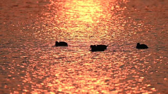白骨顶鸡野鸭子在湖中游水觅食嬉戏戏水