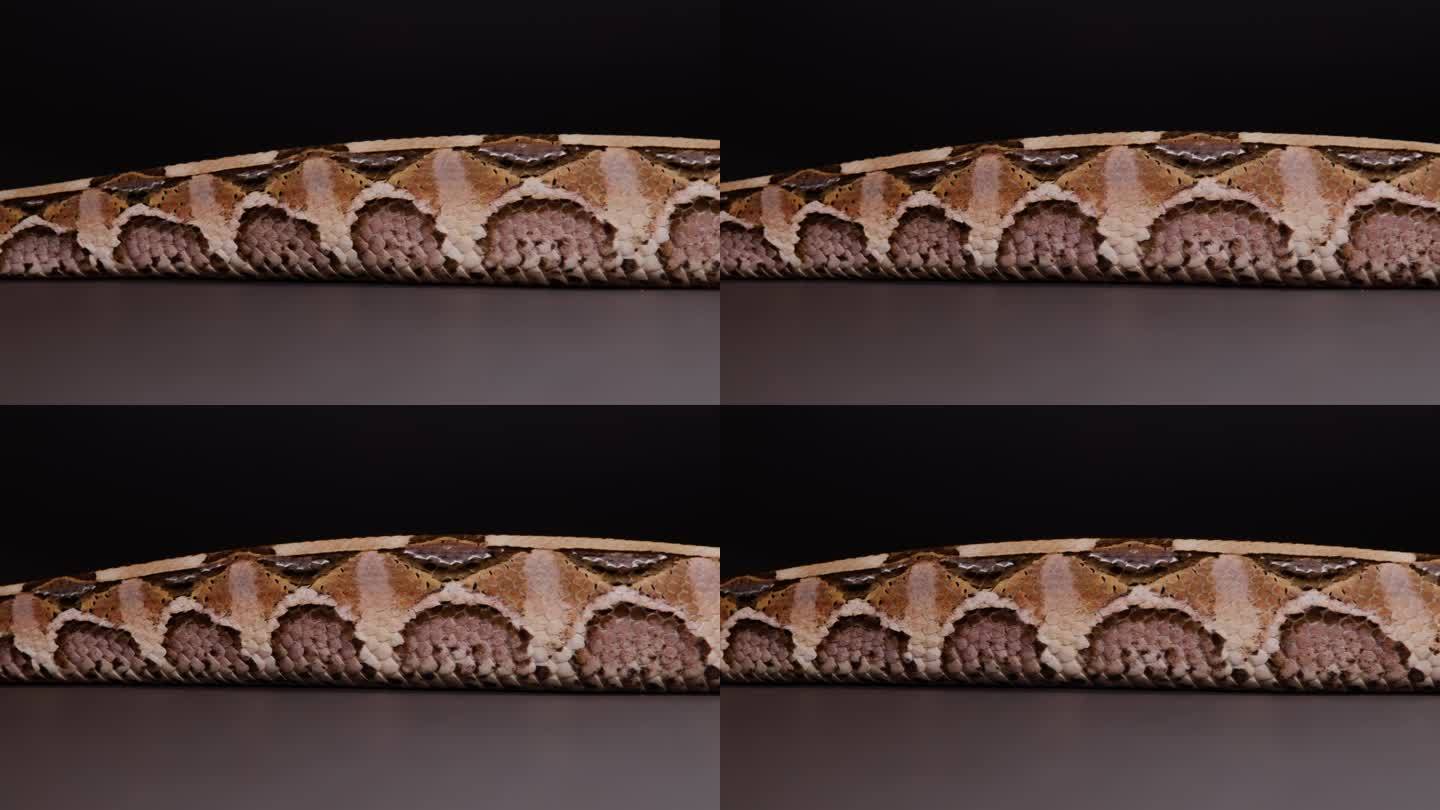黑色自然纪录片上滑动的加蓬蝰蛇