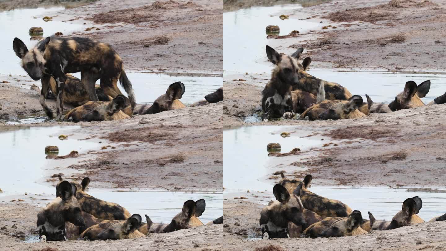 非洲夏天，瘦骨嶙峋的非洲野狗躺在水里。