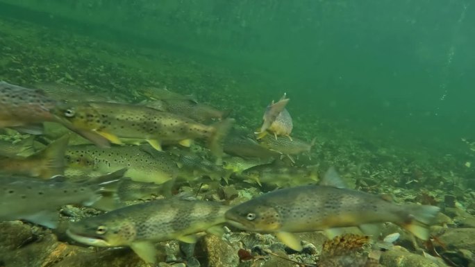 河里的野生鳟鱼和大西洋鲑鱼被溅入水中的石头吓了一跳