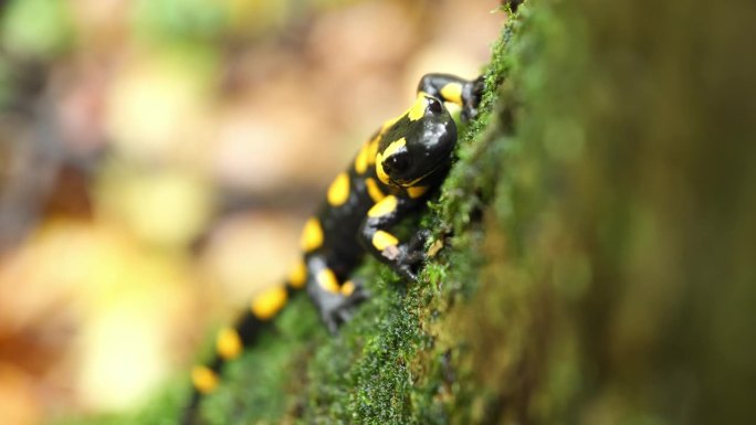 火蜥蜴，斑点蜥蜴，火蜥蜴(Salamandra salamander)是秋季森林中美丽的彩色尾两栖动
