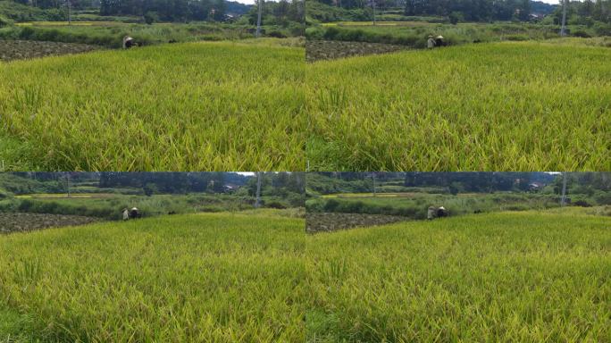 农业种植水稻实拍