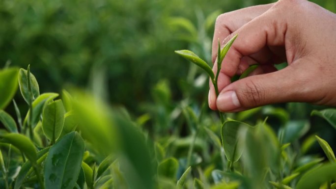 妇女手摘绿茶树采摘花蕾幼嫩的有机农场茶叶。手捧采摘黑茶、绿茶的花草农业。妇女在红茶农场收割