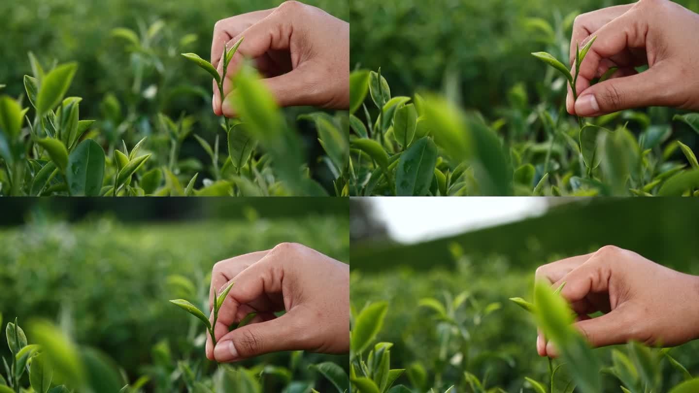 妇女手摘绿茶树采摘花蕾幼嫩的有机农场茶叶。手捧采摘黑茶、绿茶的花草农业。妇女在红茶农场收割