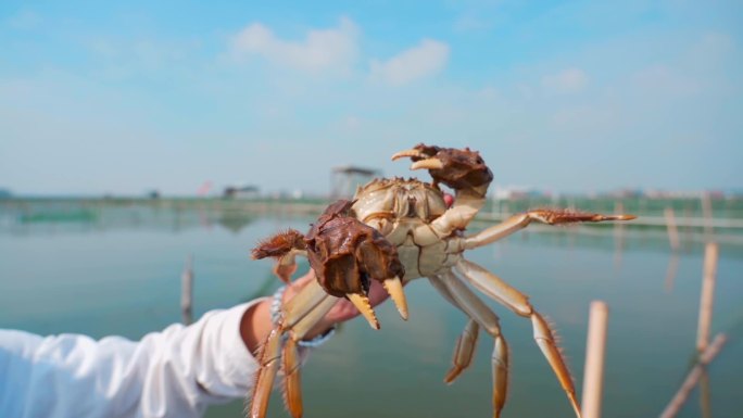 阳澄湖大闸蟹 手拿螃蟹晴天湖里 螃蟹特写