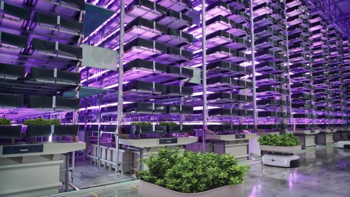 自主机器人垂直农业物流仓库:农场机器人运输可持续种植的有机蔬菜。人工智能控制水培系统自动零售仓库中的