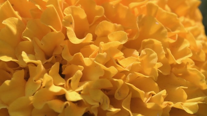 在花坛上装饰的橙色万寿菊(金盏菊)。宏镜头