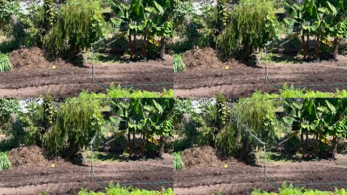 自动洒水装置在大蕉作物上旋转。植被和农作物喷淋