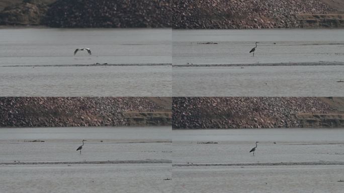 白鹭黄河白鹭一只白鹭鸟在河滩
