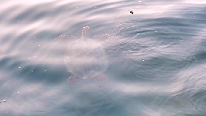 在印度尼西亚西巴布亚拉贾安帕的热带岛屿上，海龟在水下和上升到海面上呼吸空气的近距离俯视图