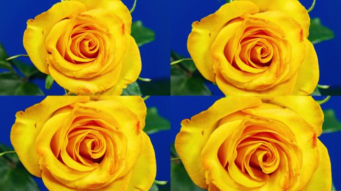 蓝色背景下黄玫瑰从蓓蕾到大花的时间流逝