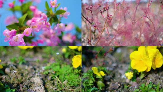 春天来了花朵盛开草木植被风景视频素材9