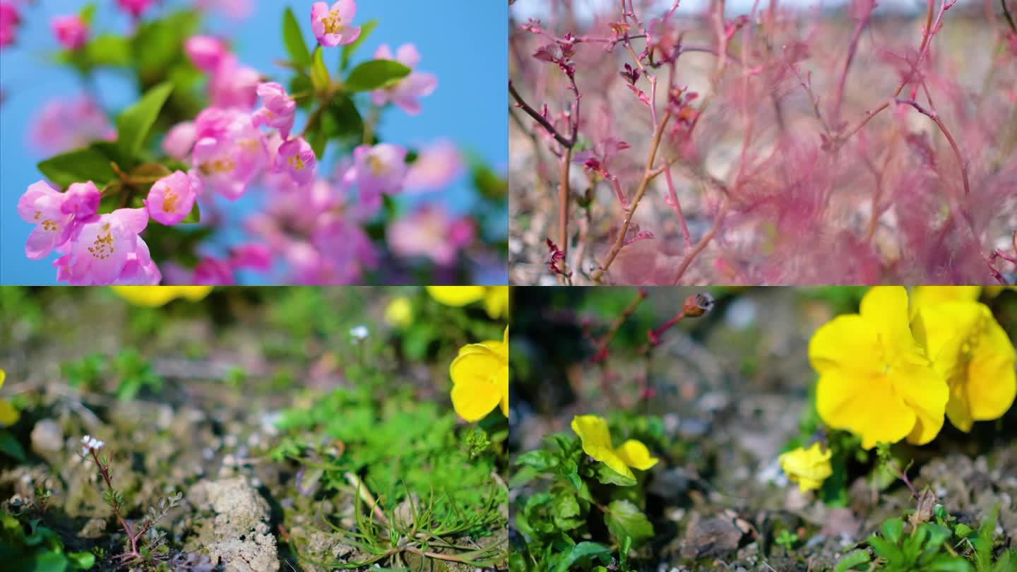 春天来了花朵盛开草木植被风景视频素材9
