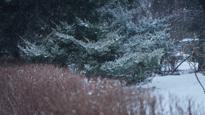 下雪 雪景 唯美 冬天 大雪 寒冬腊月