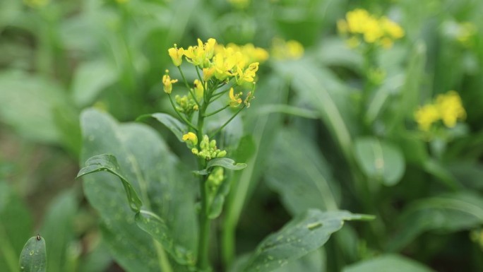 蔬菜园里生长的青菜