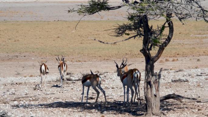 保护区的一群非洲羚羊躲在树荫下避暑